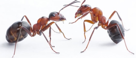 'Talking' Ants Are Evidence For Creation      By Jeffrey Tomkins, Ph.D.